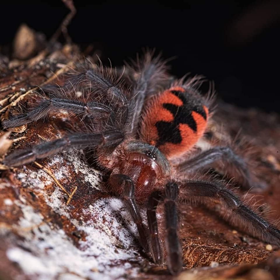 Pamphobeteus sp. "Manganegra" – Manganegra Giant Birdeater | Rare Colombian Species | Live Arrival Guarantee