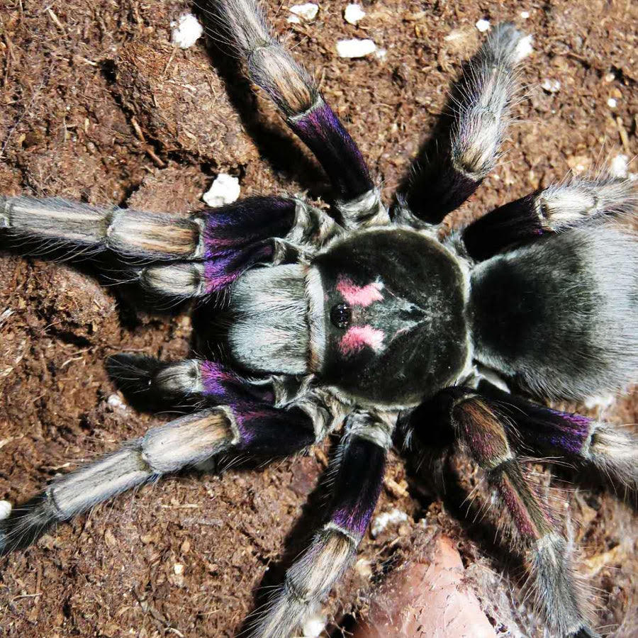 Pamphobeteus ultramarinus – Rainbow Birdeater Tarantula | Stunning Multi-Colored Species | Live Arrival Guarantee