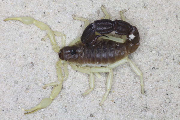 Parabuthus schlechteri – Burrowing Thick Tail Scorpion | Beautiful Two-Colored Species | Live Arrival Guarantee