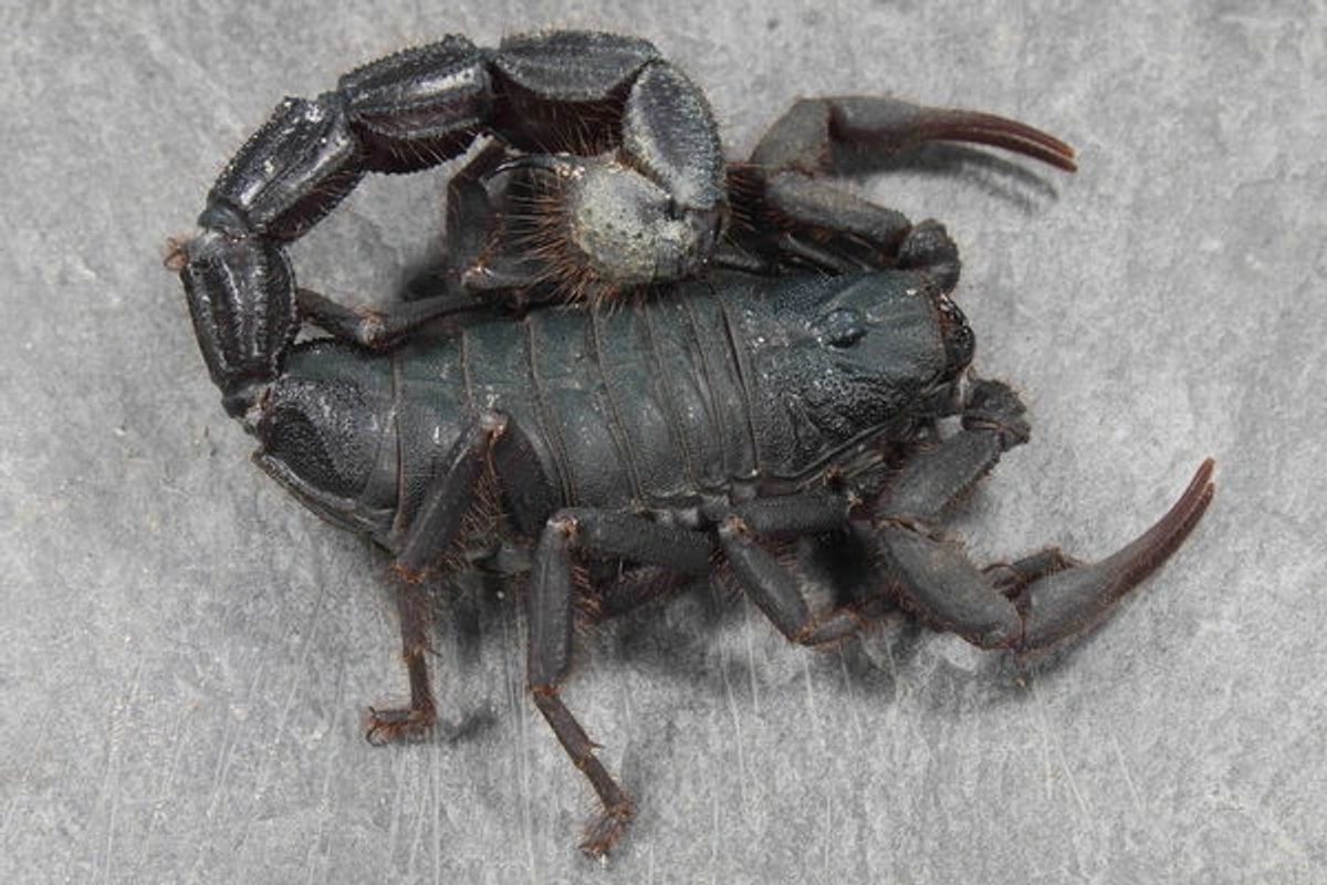 Parabuthus villosus 'Natural Hybrid Black' – Black Hairy Thick Tail Scorpion | Largest Buthid - Rare Natural Hybrid | Live Arrival Guarantee