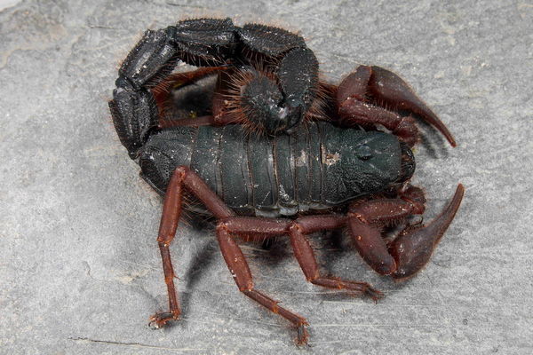 Parabuthus villosus 'Natural Hybrid Red' – Black Hairy Thick Tail Scorpion | Largest Buthid - Rare Red Color Morph | Live Arrival Guarantee