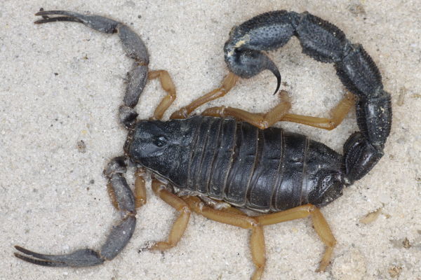 Parabuthus villosus 'Typical' – Black Hairy Thicktail Scorpion | Largest Buthid - Typical Two-Colored Form | Live Arrival Guarantee