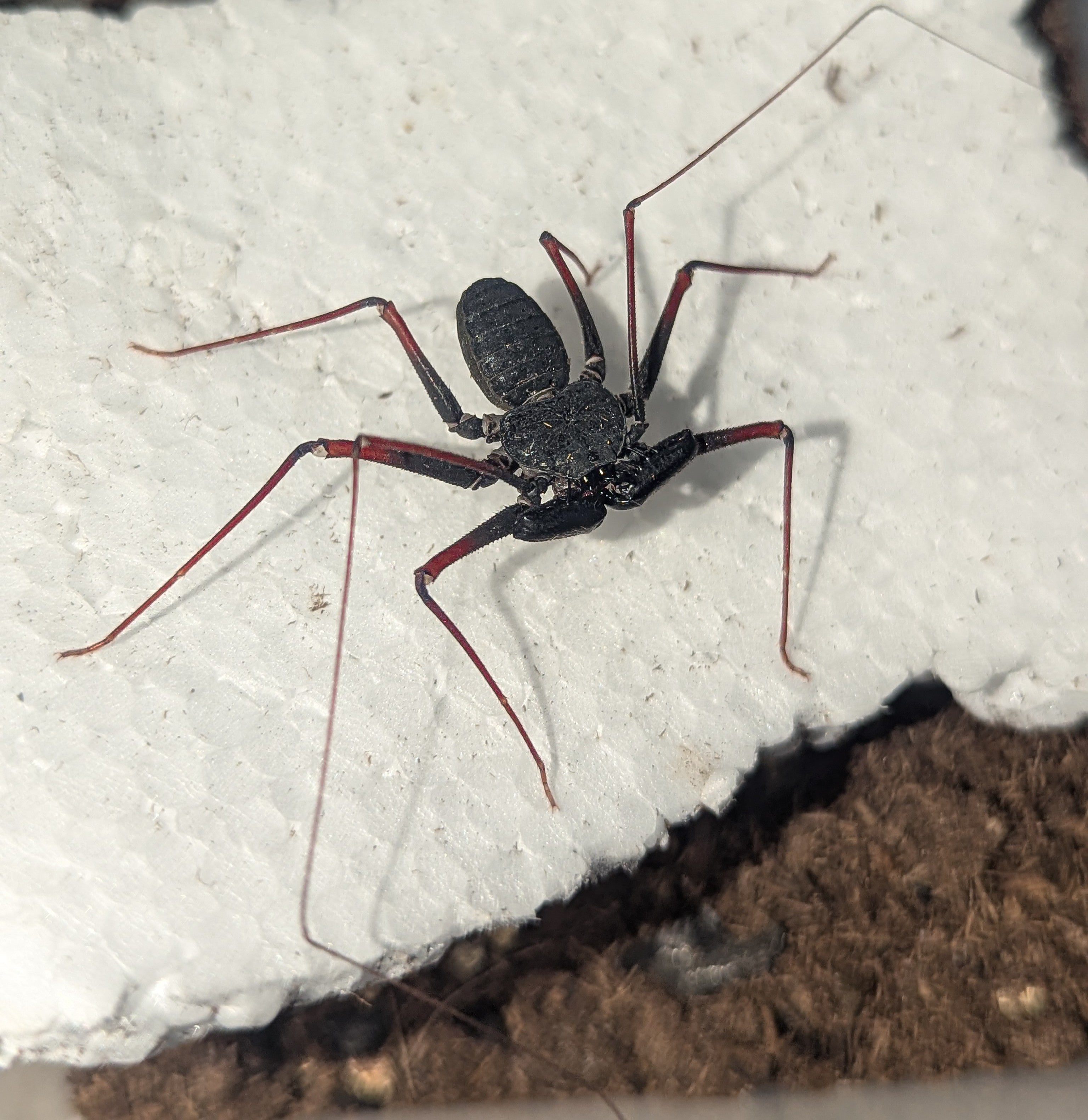 Paraphrynus tokdod – Sonoran Desert Whipspider | Rare Southwestern Species | Live Arrival Guarantee