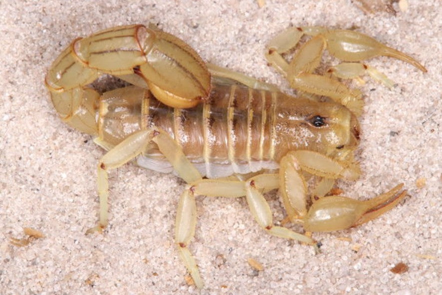 Paravaejovis spinigerus – Stripe Tailed Devil Scorpion | Distinctive Striped Tail | Live Arrival Guarantee