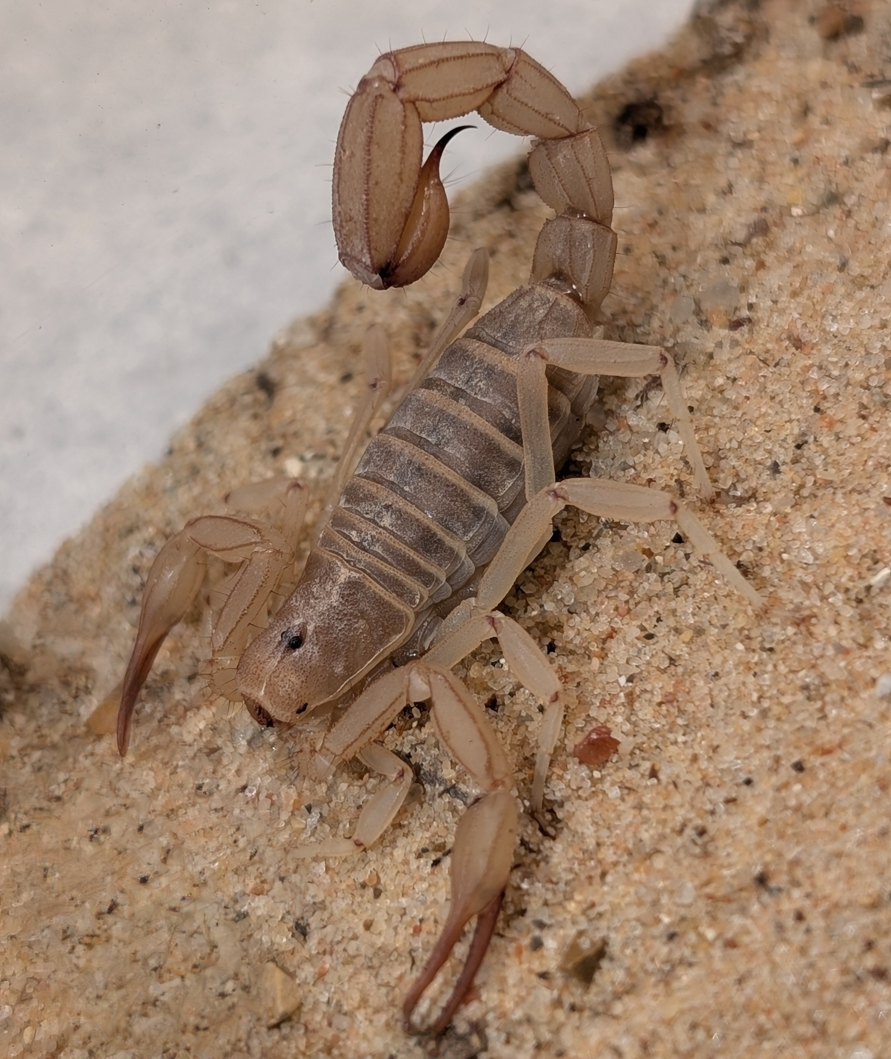 Paravaejovis confusus – Sandy Devil Scorpion | Yellow Ground Scorpion | Live Arrival Guarantee