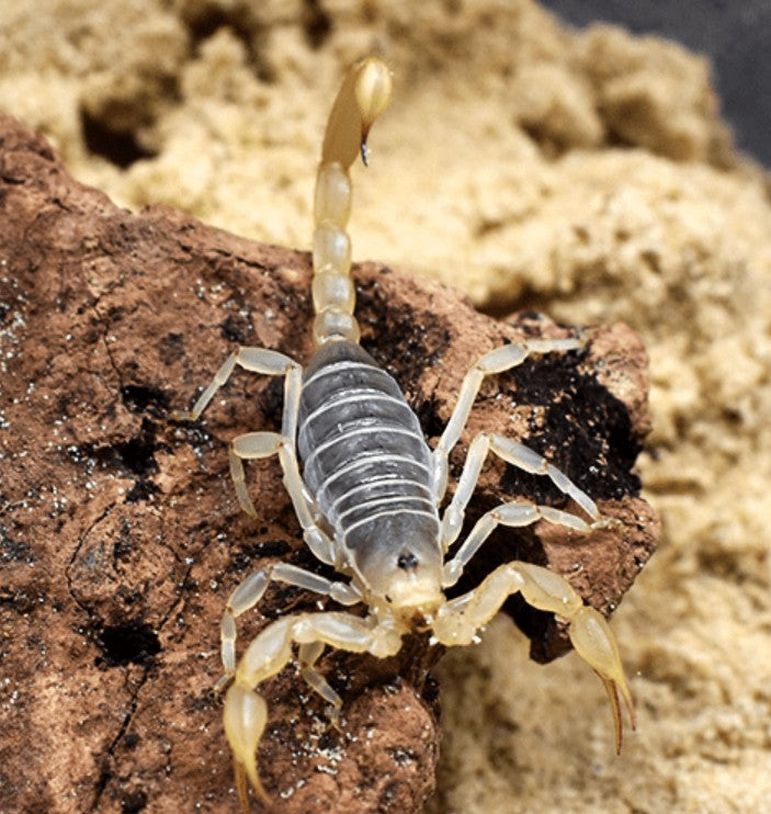 Paruroctonus utahensis – White Sands Scorpion | Eastern Sand Scorpion | Live Arrival Guarantee