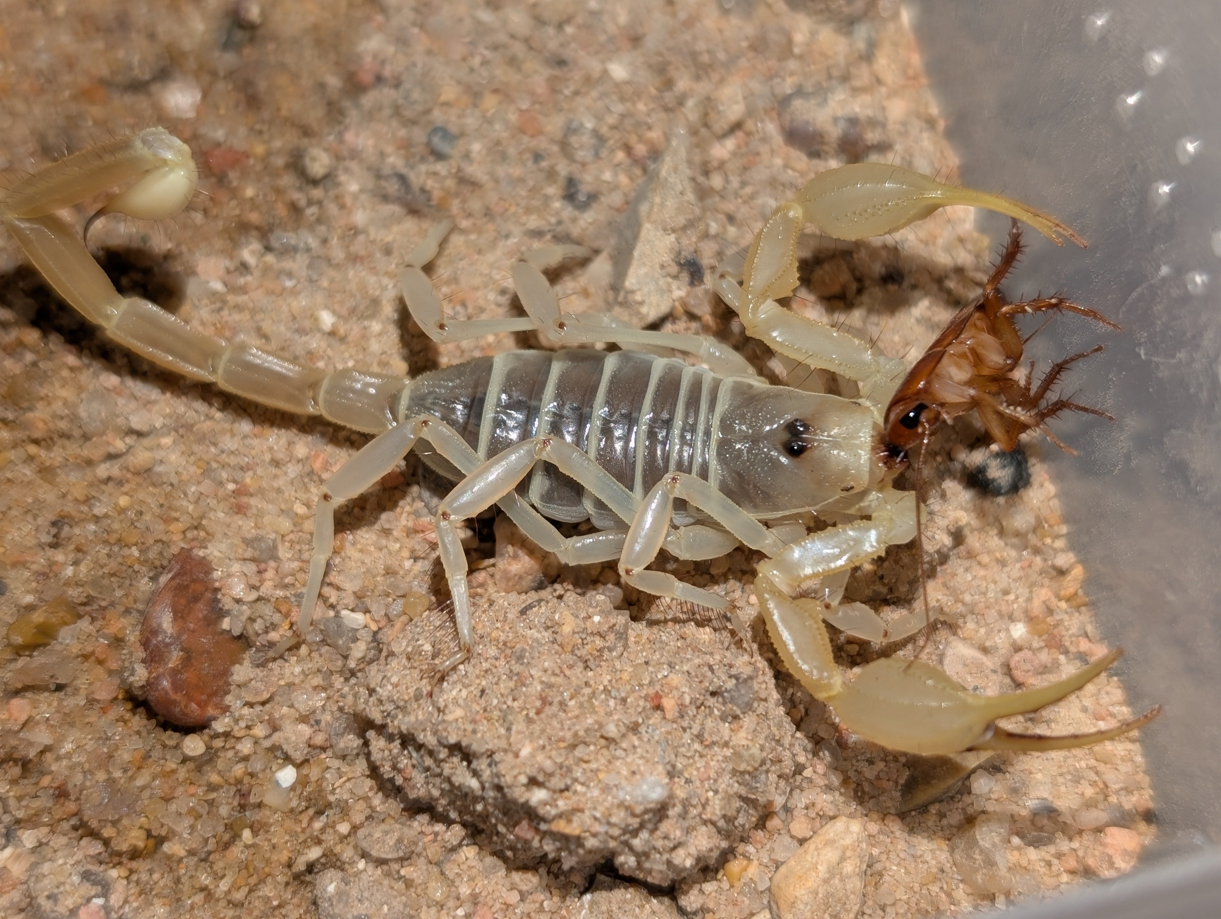 Paruroctonus baergi – Baerg's Sand Swimmer Scorpion | Unique Burrowing Species | Live Arrival Guarantee