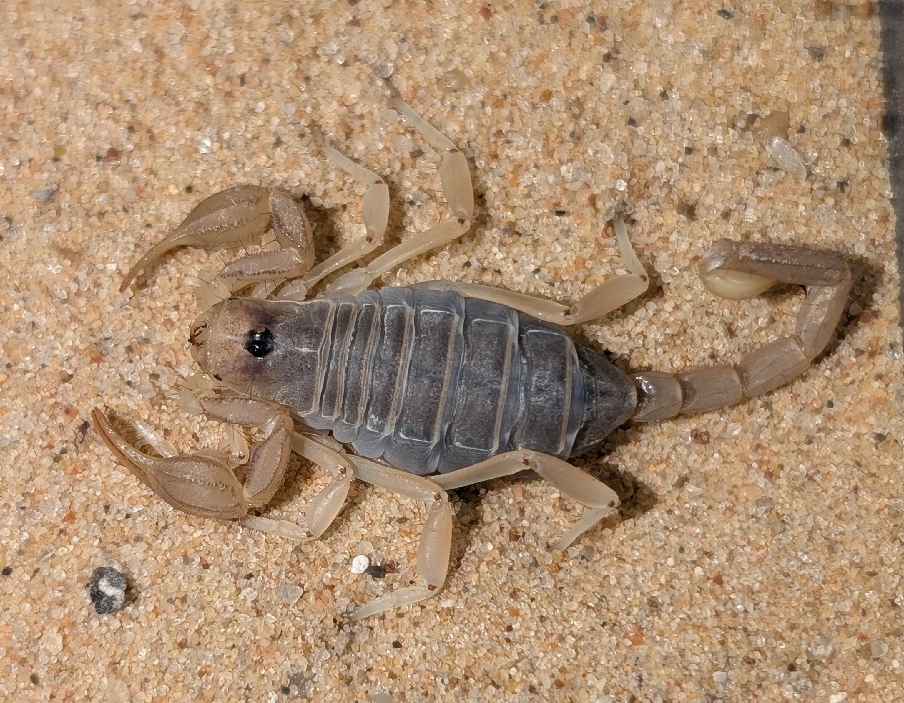 Paruroctonus gracilior – Chihuahuan Slendertail Scorpion | Elegant Desert Species | Live Arrival Guarantee