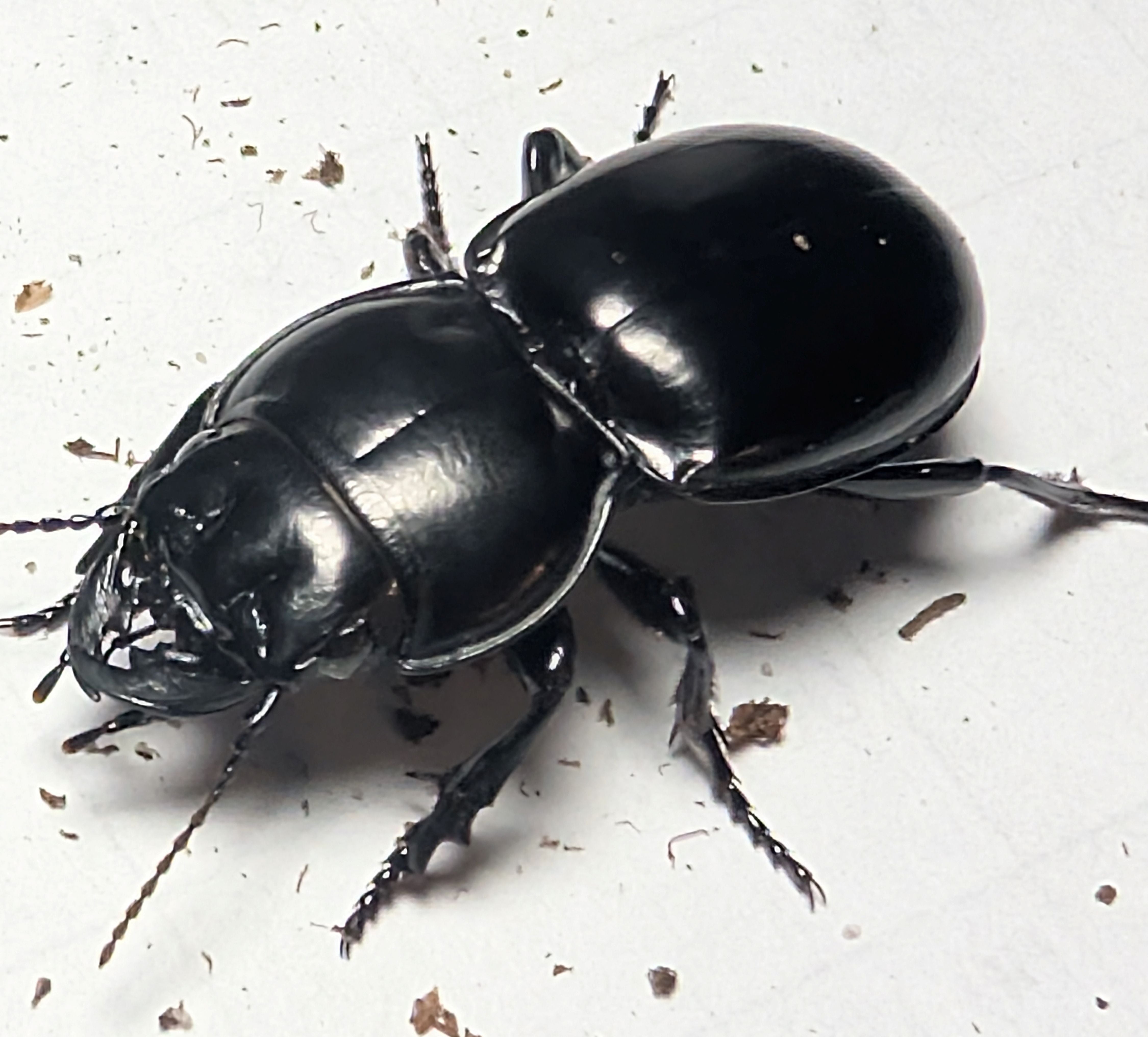 Pasimachus sp. Sutton County – Warrior Beetle | Rare Texas Predatory Beetle | Live Arrival Guarantee