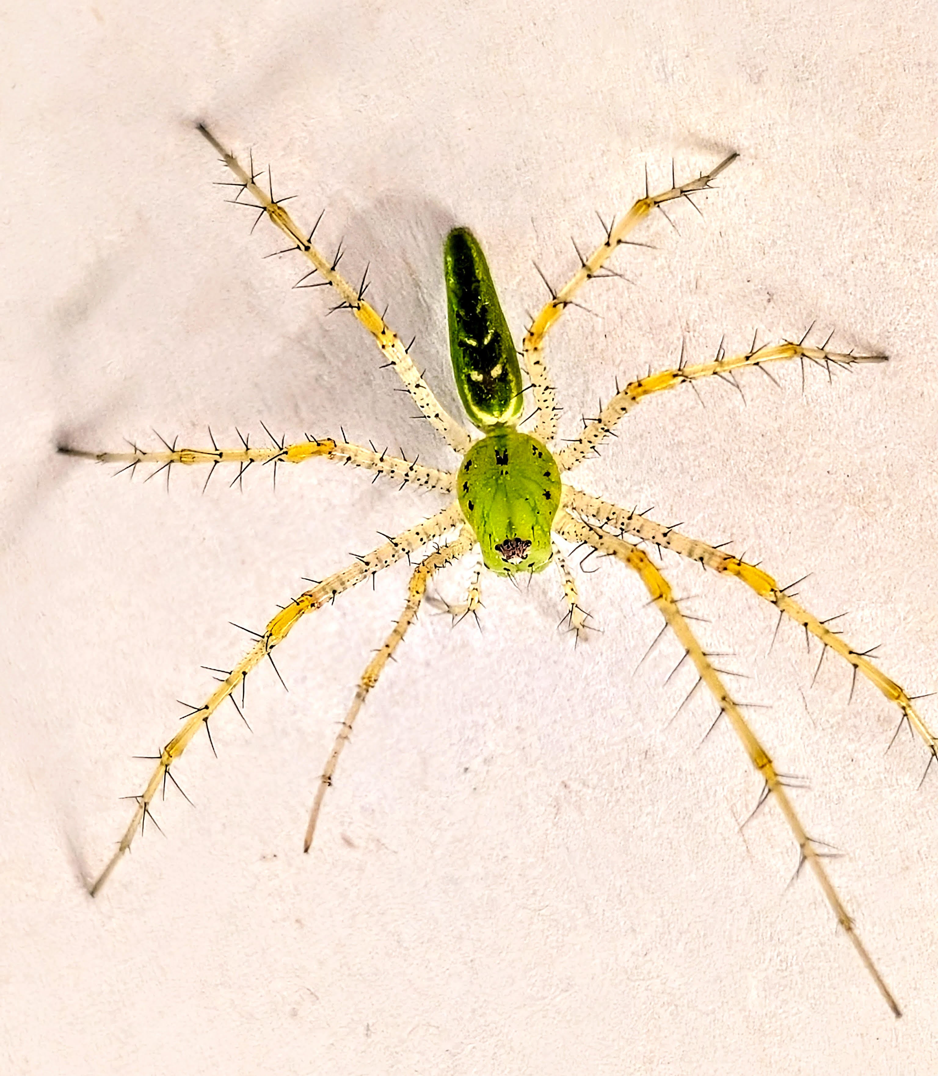 Peucetia viridans – Green Lynx Spider | Stunning North American Species | Live Arrival Guarantee