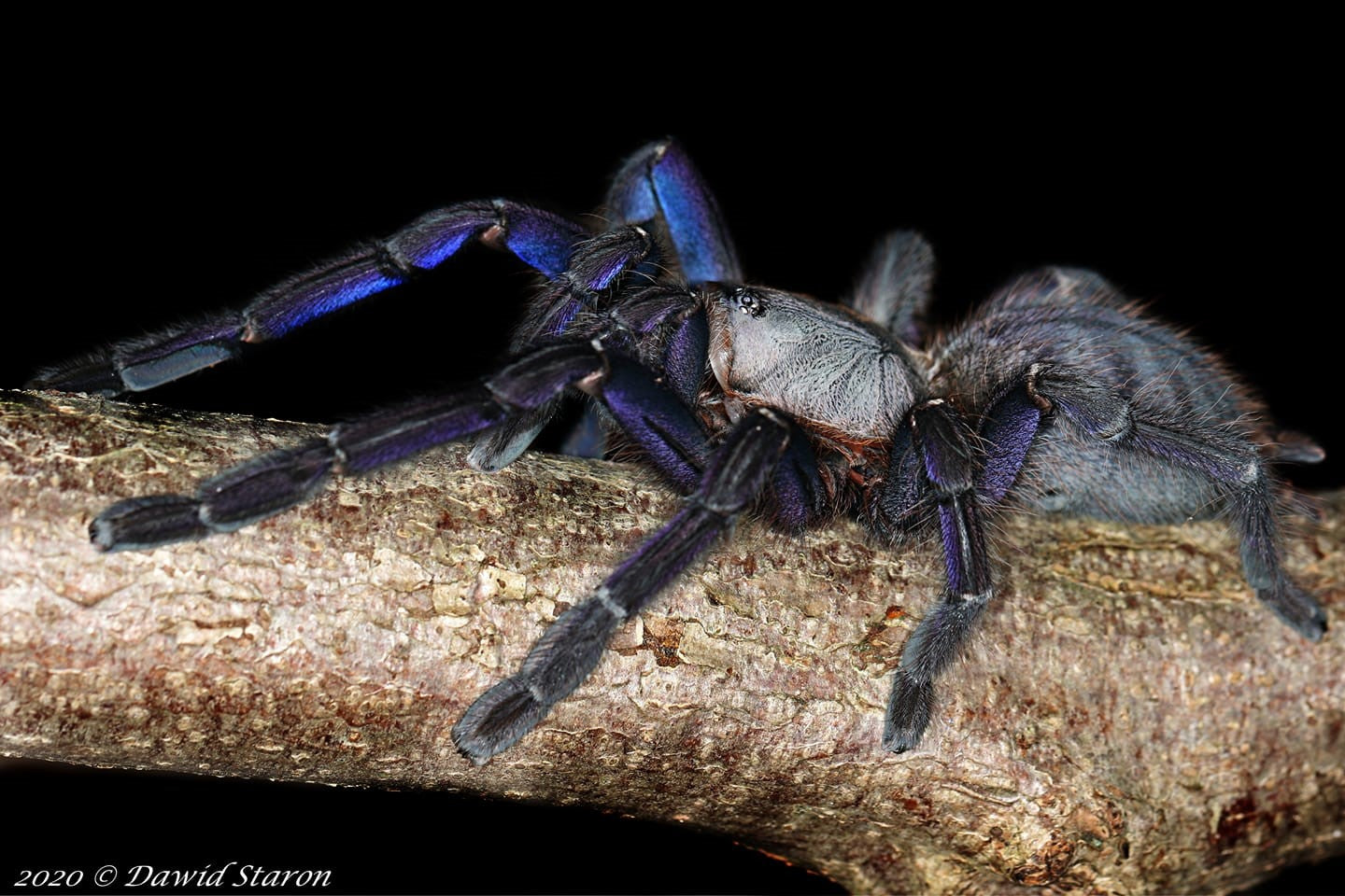 Ornithoctoninae sp. "Phan Cay Blue" – Cobalt Tree Spider | Rare Blue Arboreal | Live Arrival Guarantee