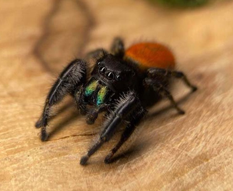 Phidippus texanus – Texan Jumping Spider | Charming North American Species | Live Arrival Guarantee