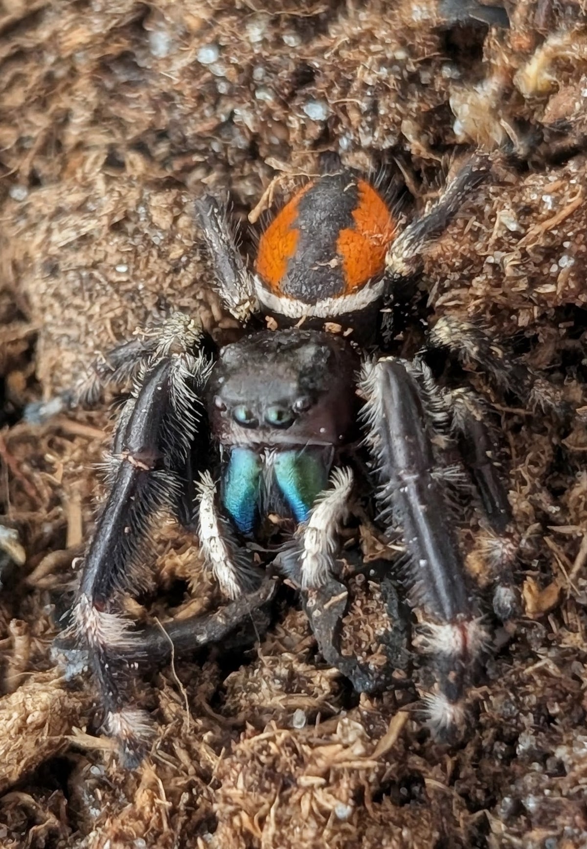 Phidippus clarus – Brilliant Jumping Spider | Live Arrival Guarantee