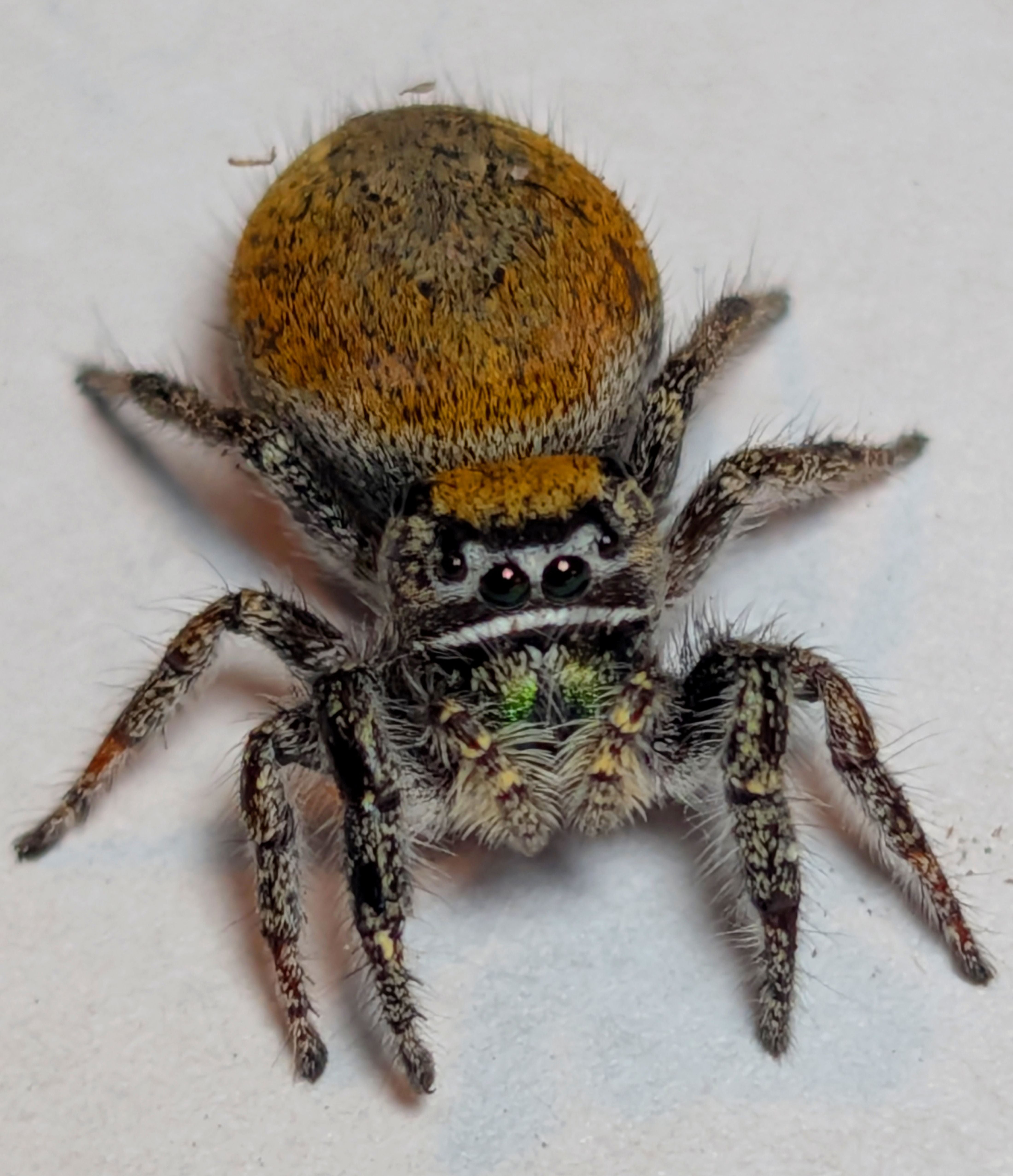 Phidippus morpheus – Dream Jumping Spider | Bold Desert Jumper | Live Arrival Guarantee