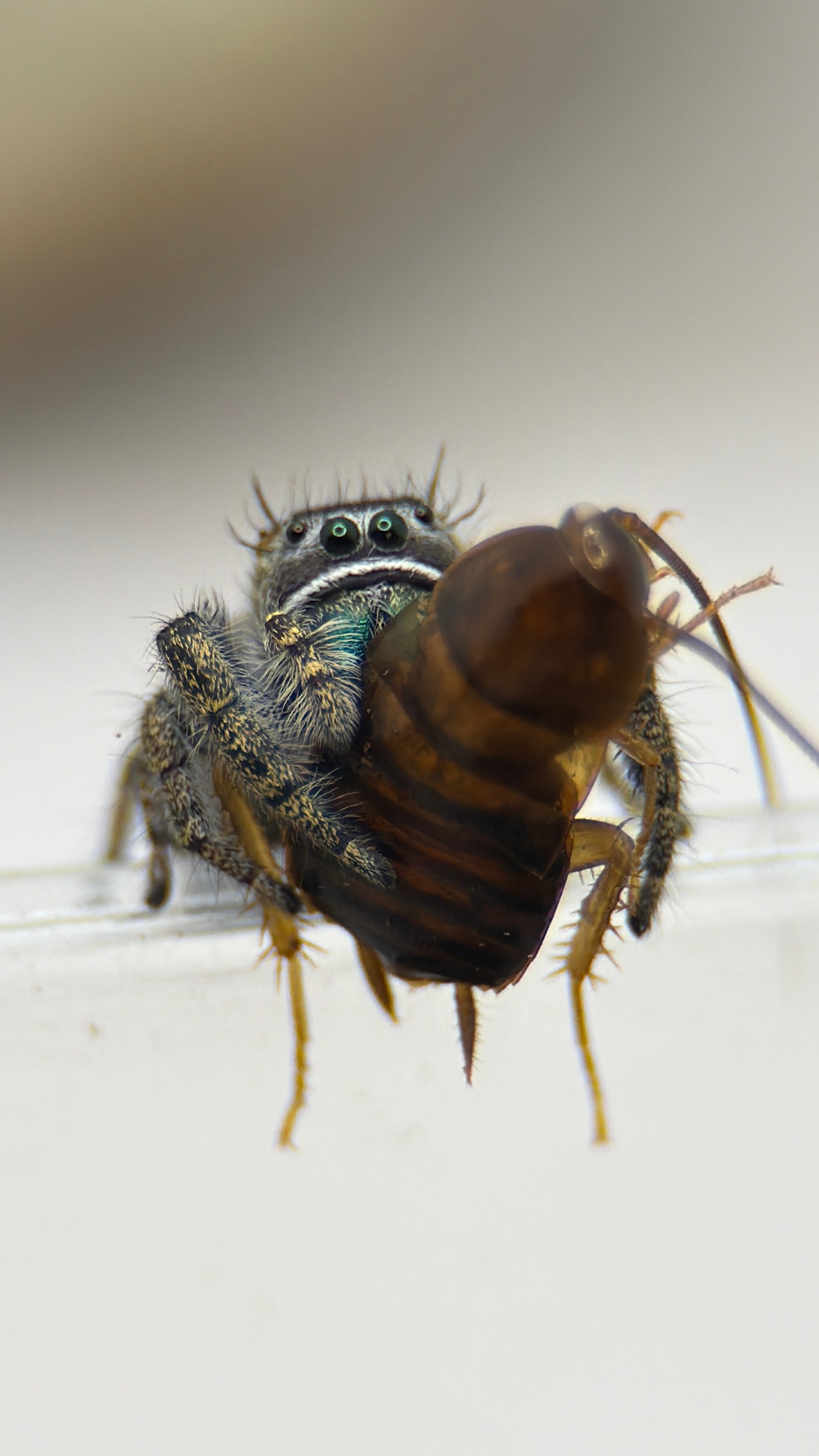 Phidippus morpheus – Dream Jumping Spider | Bold Desert Jumper | Live Arrival Guarantee