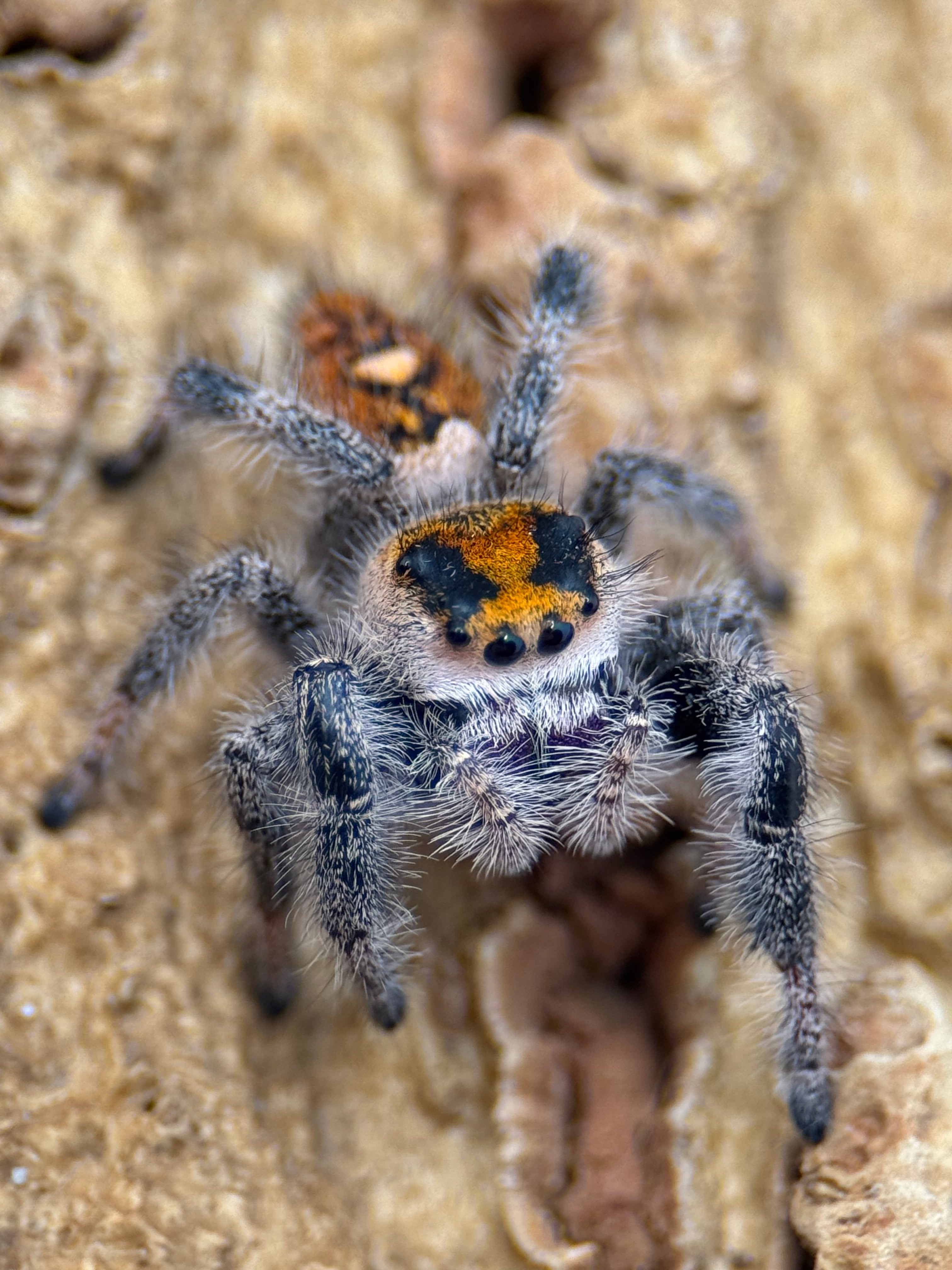 Phidippus regius – Regal Jumping Spider | Popular Beginner-Friendly Species | Live Arrival Guarantee