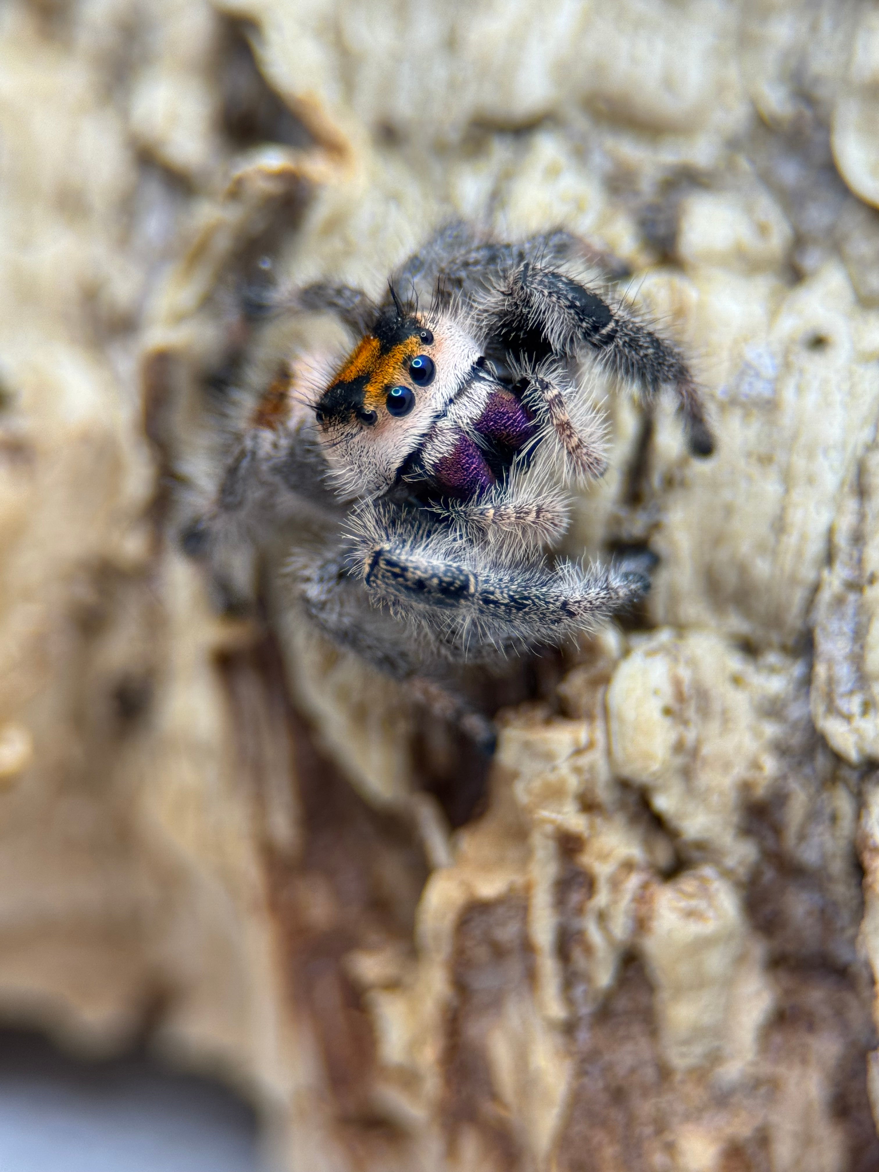 Phidippus regius – Regal Jumping Spider | Popular Beginner-Friendly Species | Live Arrival Guarantee