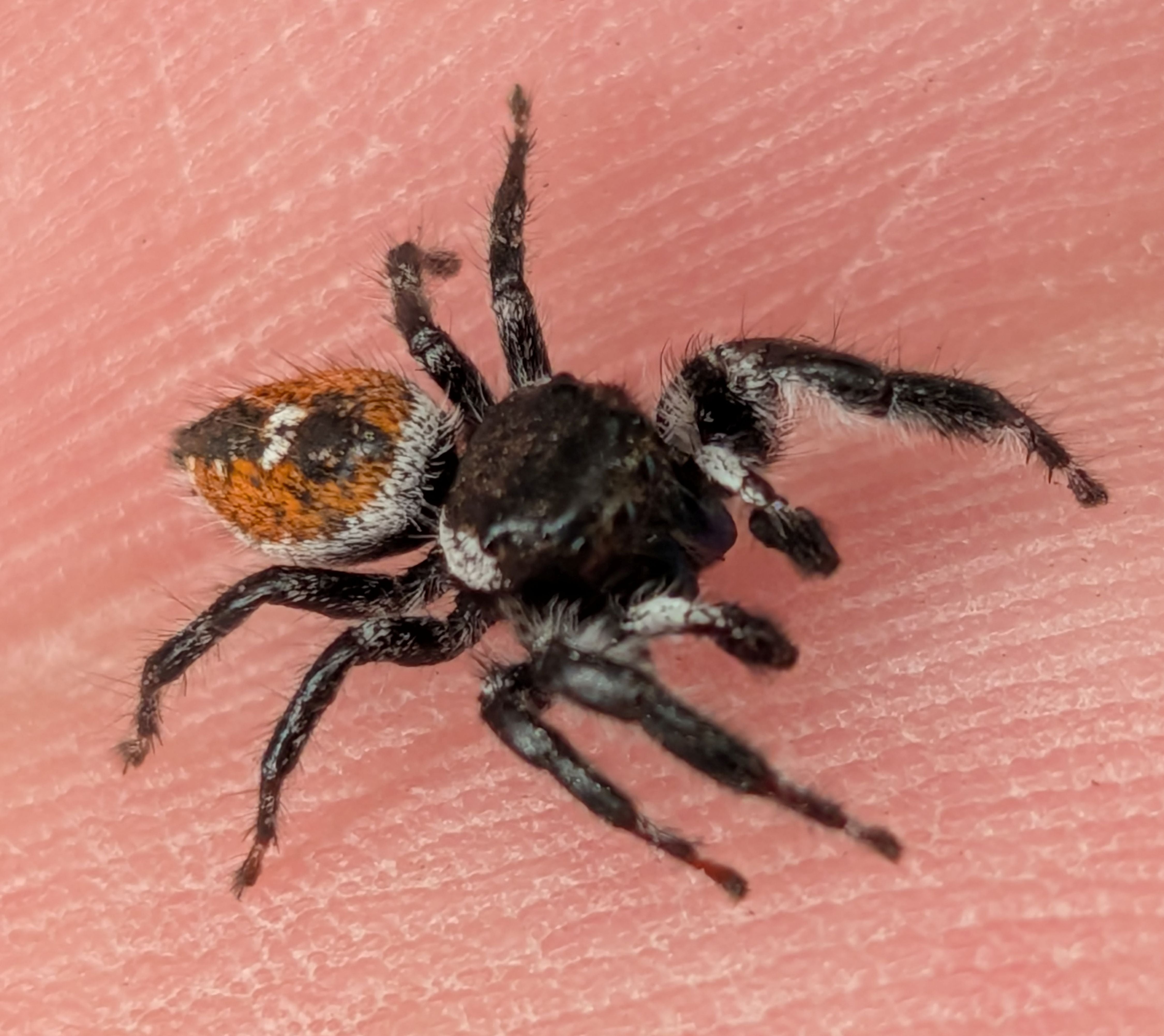 Phidippus vexans – West Texas Red Jumping Spider | Bold & Charismatic Jumping Spider | Live Arrival Guarantee