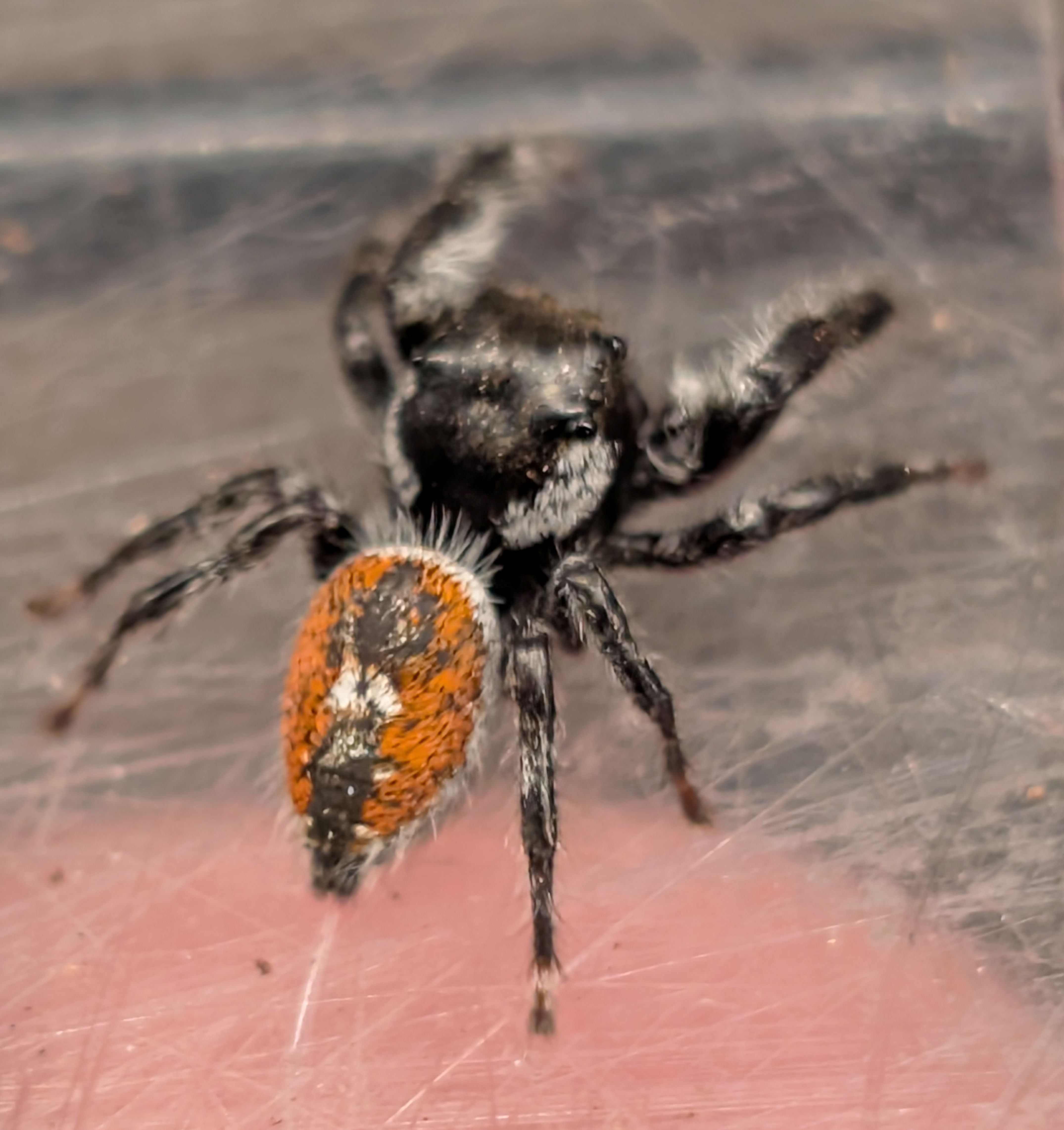 Phidippus vexans – West Texas Red Jumping Spider | Bold & Charismatic Jumping Spider | Live Arrival Guarantee