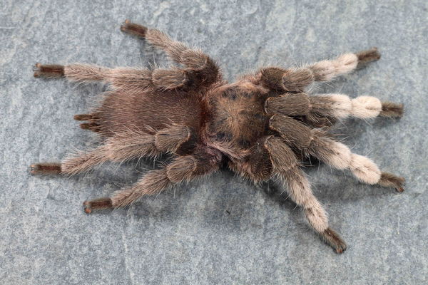 Phlogiellus moniqueverdezae – Thai Dwarf Earth Tiger Tarantula | Rare Compact Species | Live Arrival Guarantee