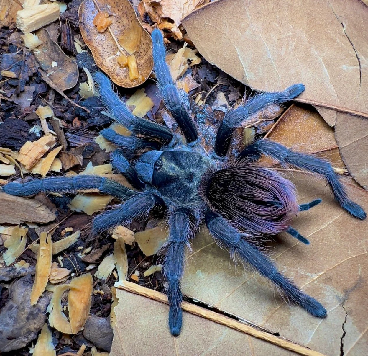 洋楽 Tarantula Midnight Nebula Birdeater Tarantula for Sale - Phormictopus sp