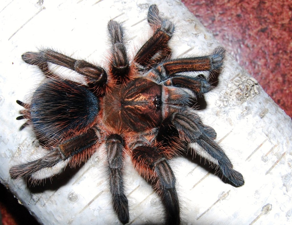 Phormictopus atrichomatus – Red Island Birdeater | Caribbean Red Giant | Live Arrival Guarantee