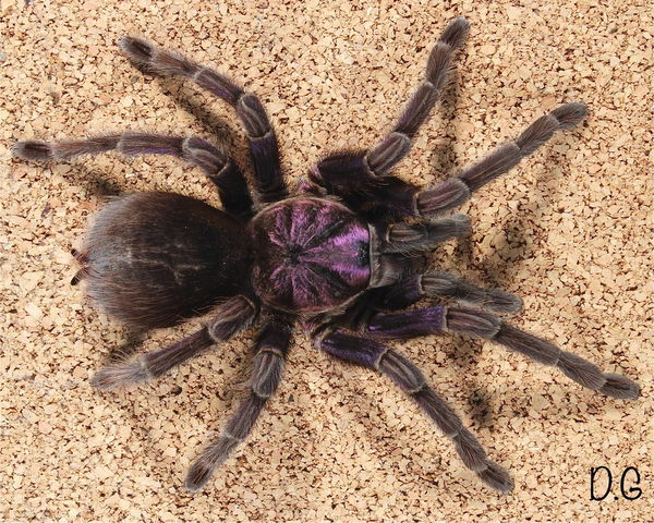 Phormictopus sp. "Dominican Purple" – Dominican Purple Birdeater Tarantula | Stunning Caribbean Species | Live Arrival Guarantee