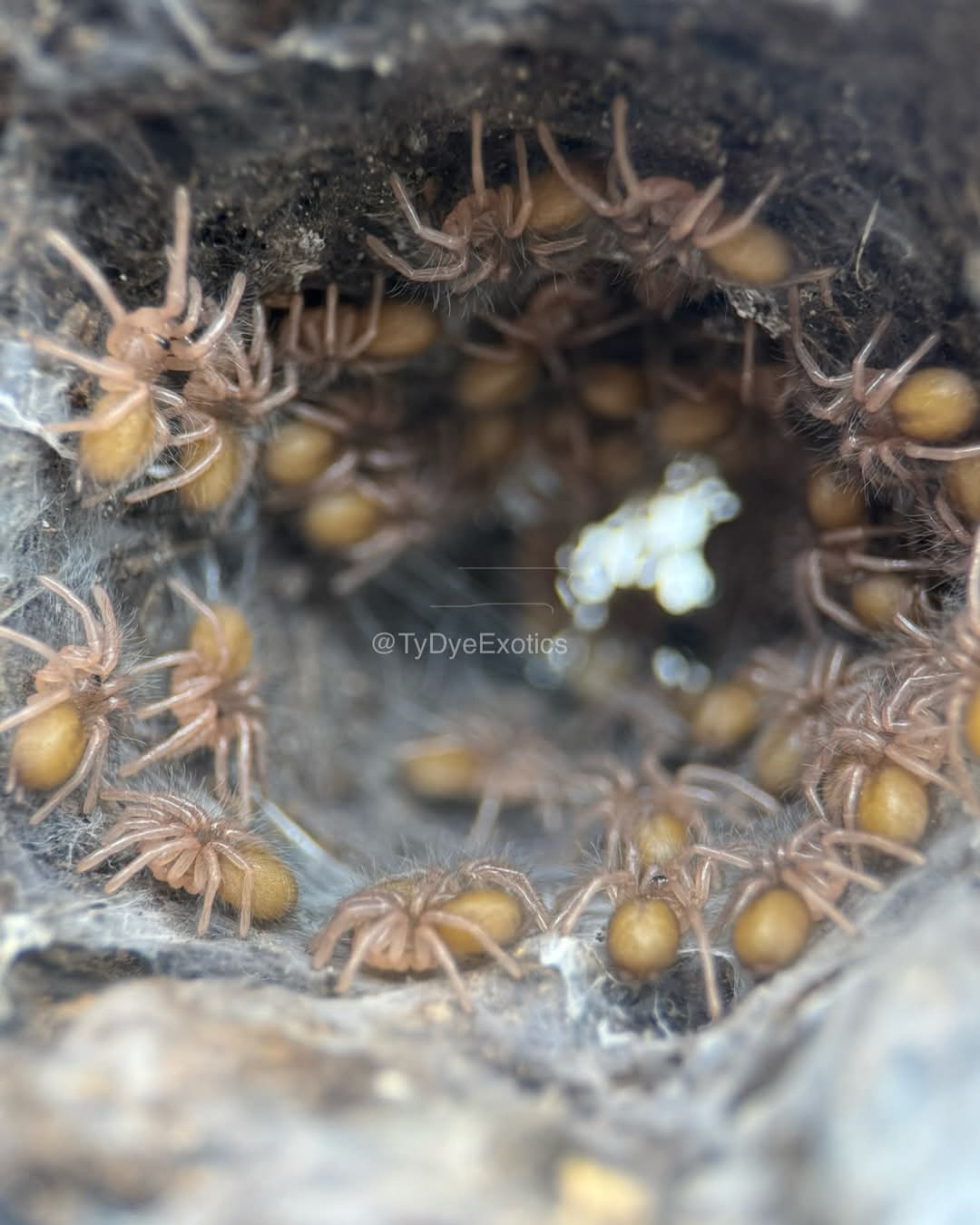 Phormingochilus sp. Akcaya – Indo Bat Eater | Old World | Live Arrival Guarantee