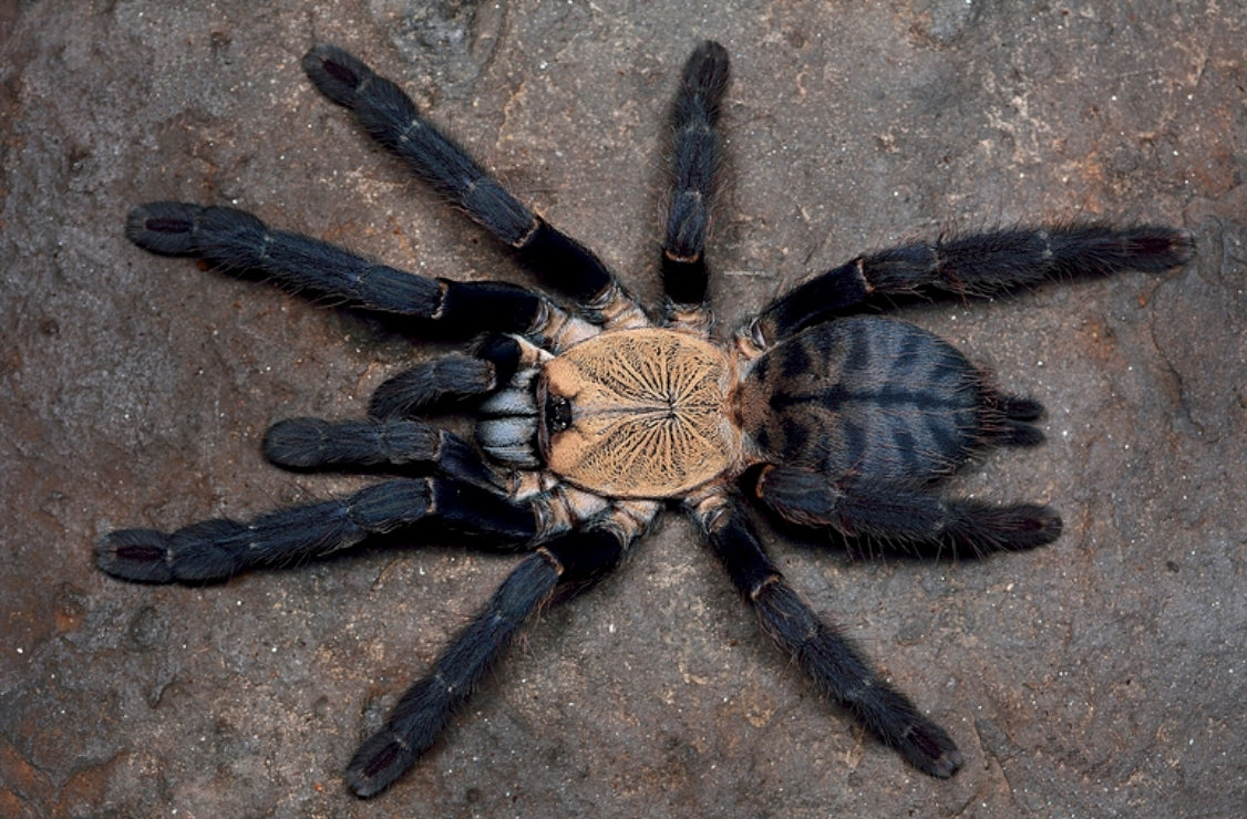 Phormingochilus hatihati – Borneo Purple Earth Tiger Tarantula | Rare Purple Species | Live Arrival Guarantee