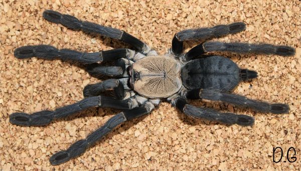 Phormingochilus hatihati – Borneo Purple Earth Tiger Tarantula | Rare Purple Species | Live Arrival Guarantee