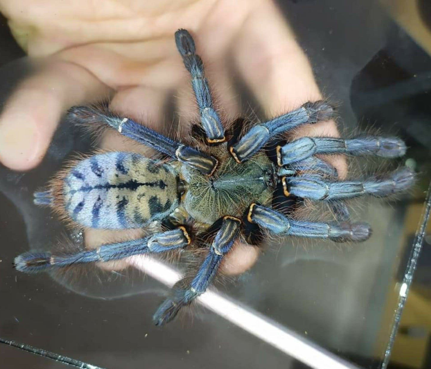 Phormingochilus sp. "Sabah Blue" – Sabah Blue Earth Tiger Tarantula | Rare Blue Species | Live Arrival Guarantee