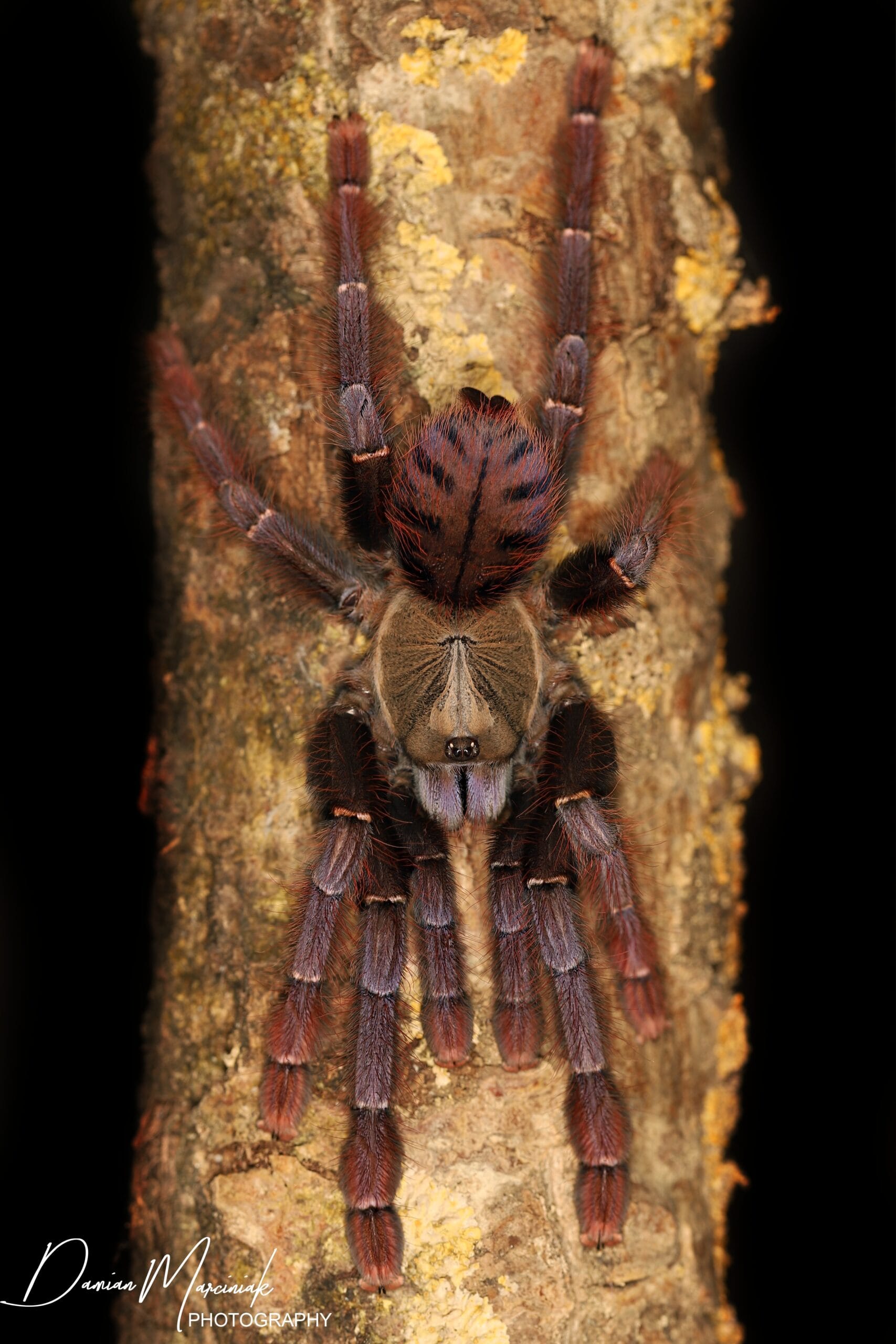 Phormingochilus sp Sabah Red – Crimson Purple Bat Eater Tarantula | Rare Malaysian Species | Live Arrival Guarantee