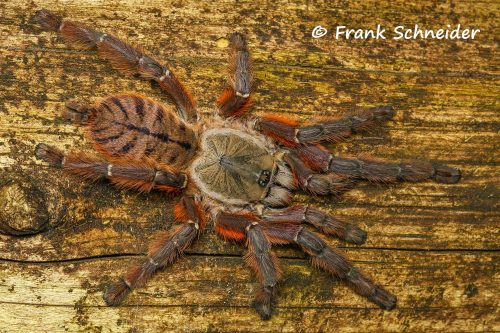 Aspinochilus rufus - Peach Earth Tiger Tarantula for Sale | Live Arrival Guarantee