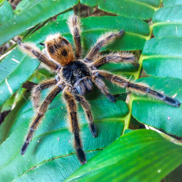 Phrixotrichus vulpinus – Chilean Ocelot Tarantula | Stunning South American Species | Live Arrival Guarantee