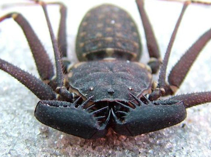 Phrynus marginemaculatus – Florida Tailless Whipspider | Communal Species | Live Arrival Guarantee