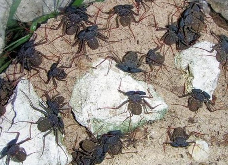 Phrynus marginemaculatus – Florida Tailless Whipspider | Communal Species | Live Arrival Guarantee