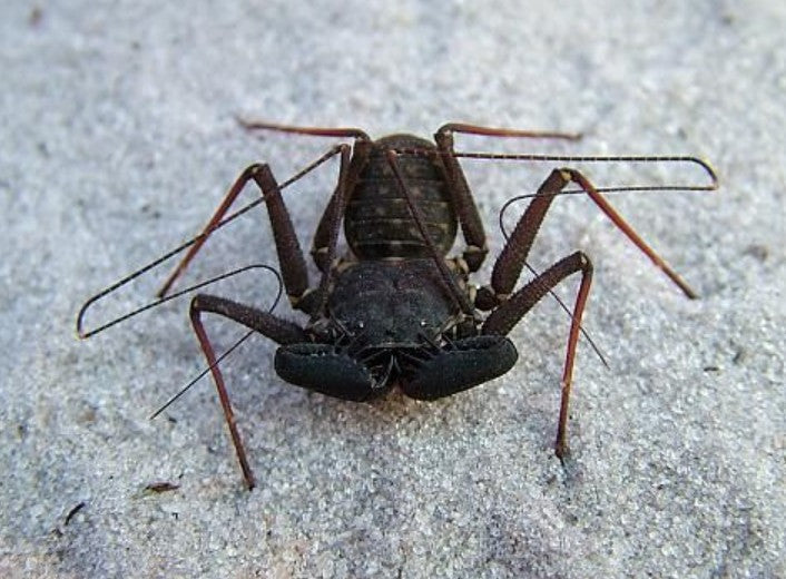 Phrynus marginemaculatus – Florida Tailless Whipspider | Communal Species | Live Arrival Guarantee