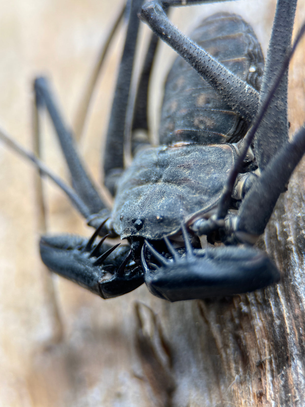 Phrynus whitei - Nicaraguan Red-Eyed Tailless Whipspider for Sale | Live Arrival Guarantee