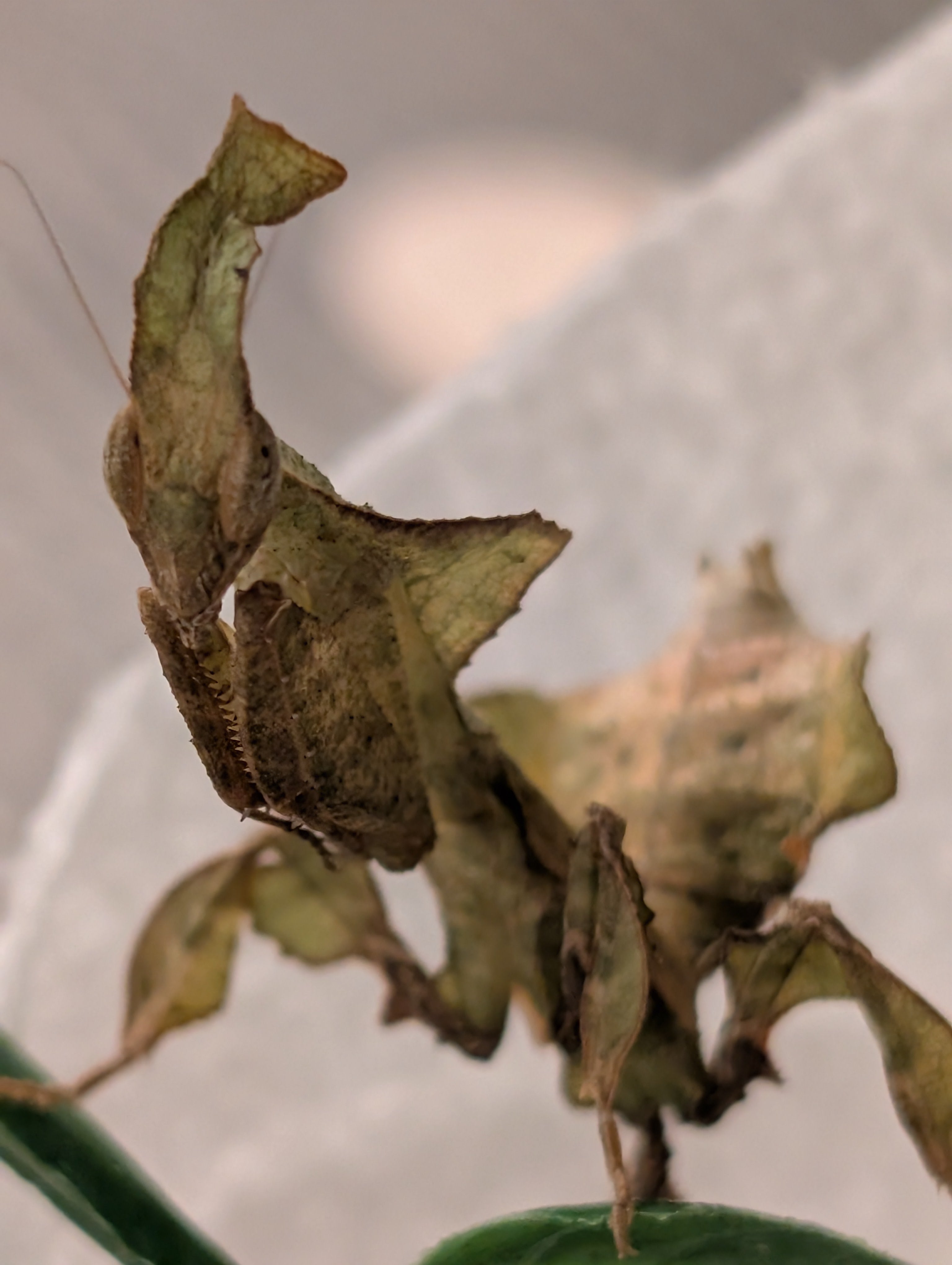 Phyllocrania paradoxa - Ghost Mantis for Sale | Live Arrival Guarantee
