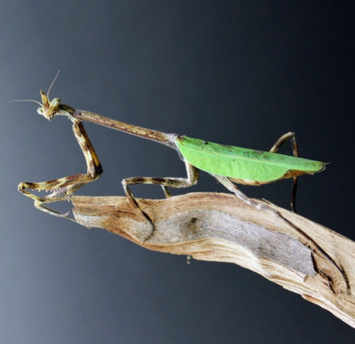 Pseudovates chlorophaea - Texas Unicorn Mantis for Sale | Live Arrival Guarantee