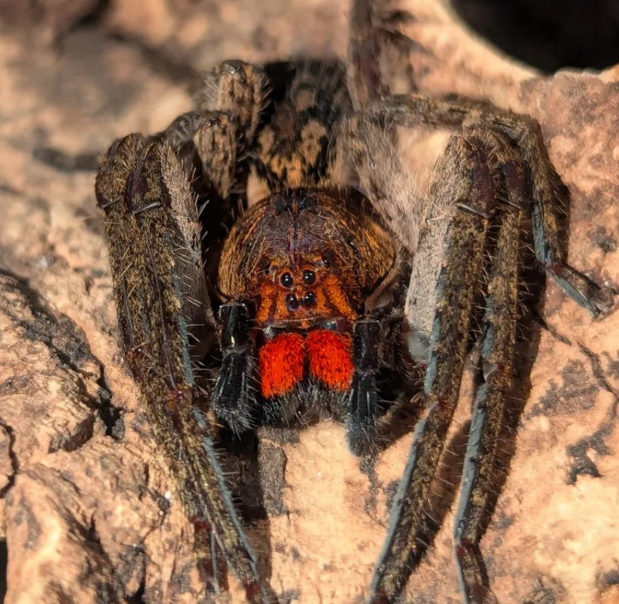 Piloctenus haematostoma – Red Fang Wandering Spider | Rare Neotropical Hunter | Live Arrival Guarantee
