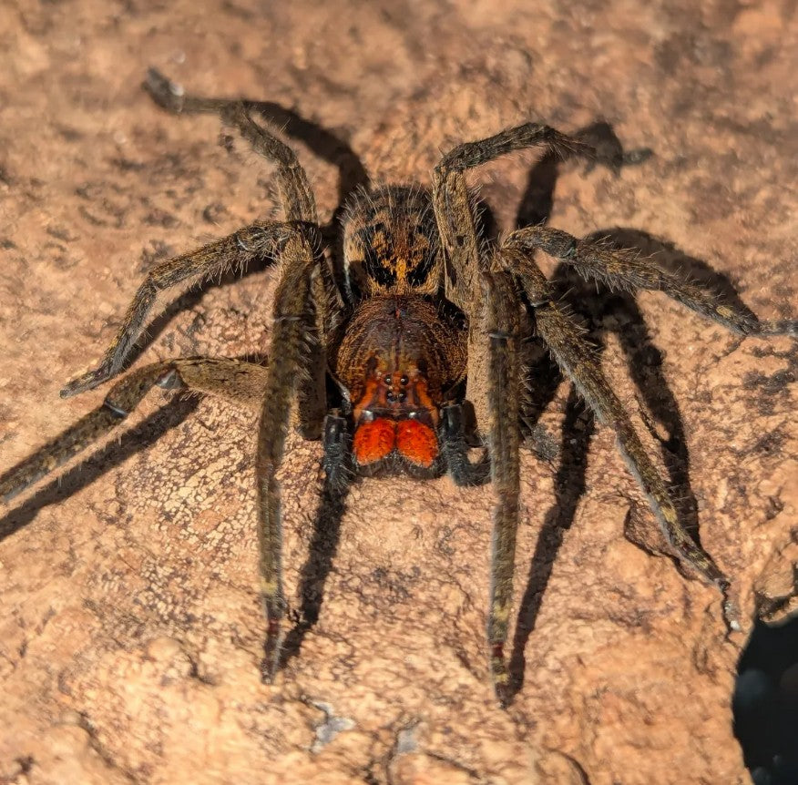 Piloctenus haematostoma – Red Fang Wandering Spider | Rare Neotropical Hunter | Live Arrival Guarantee