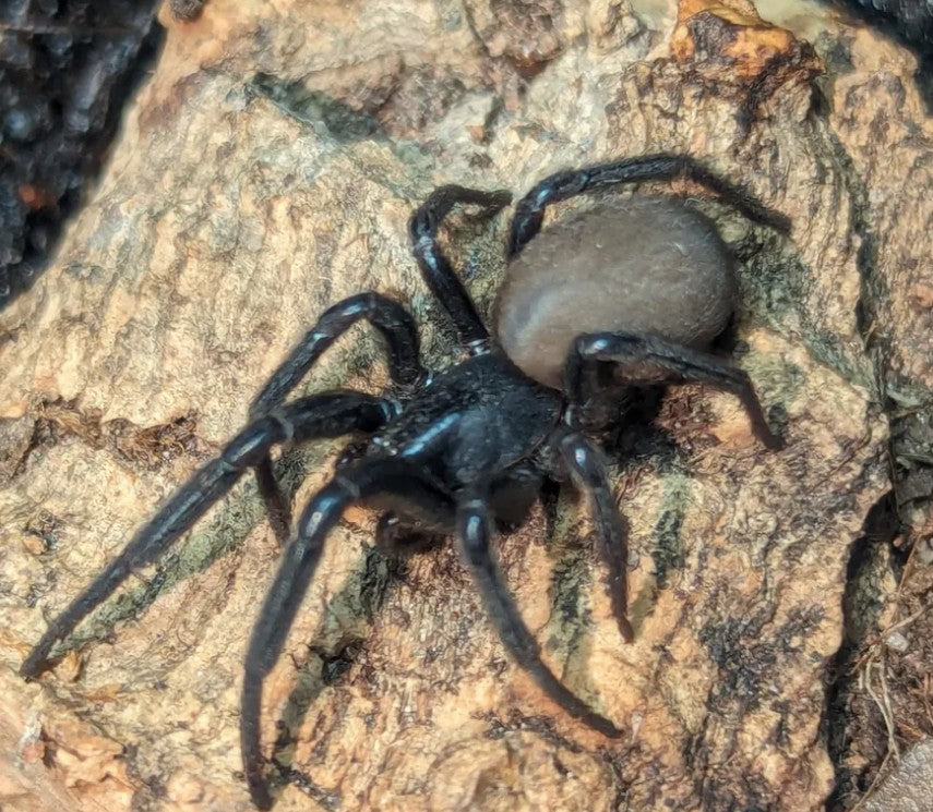 Plectreurys tristis – Primitive Hunting Spider | Rare Native Mygalomorph | Live Arrival Guarantee