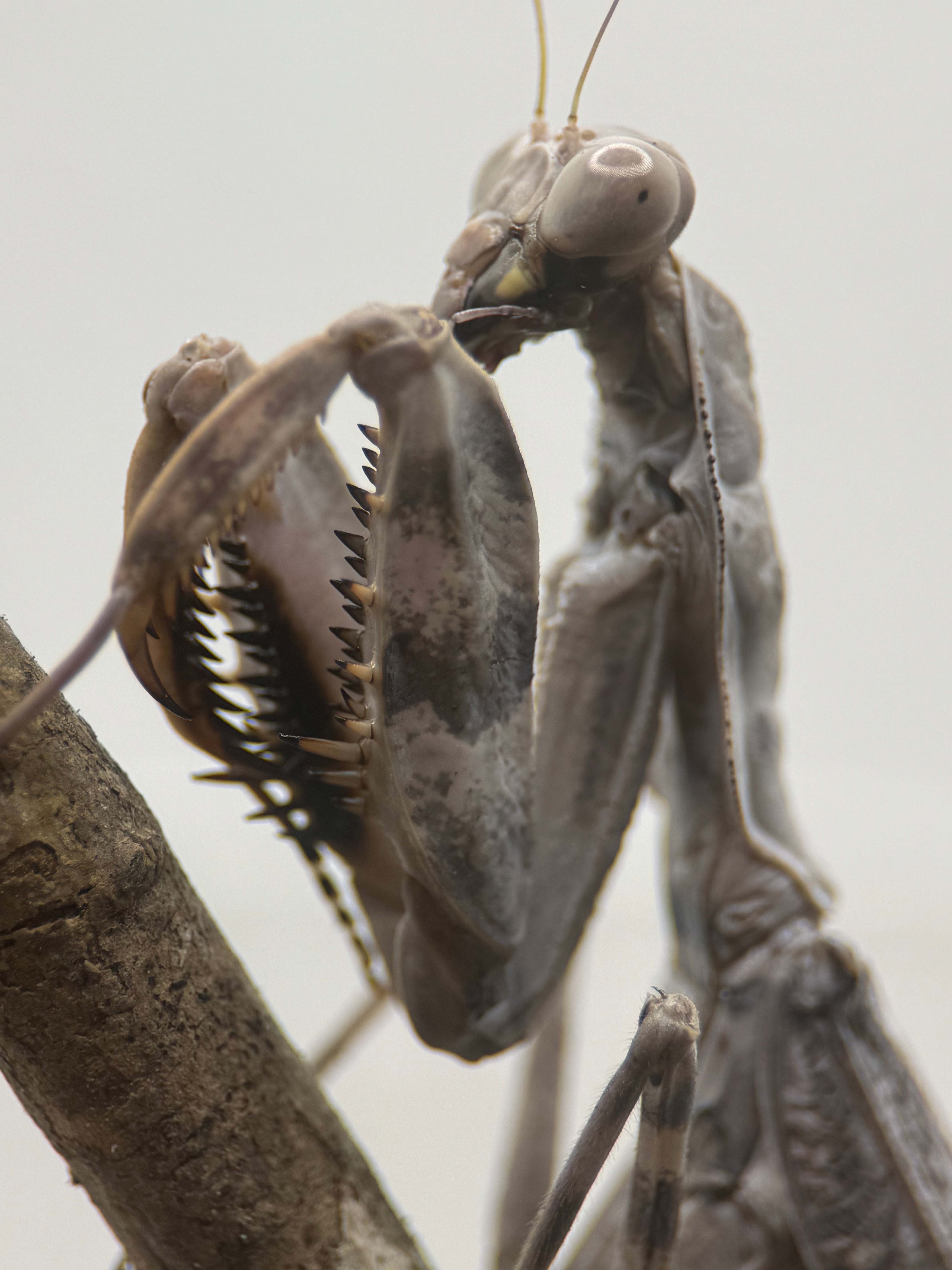 Pnigomantis medioconstricta - African Double Shield Mantis for Sale | Live Arrival Guarantee