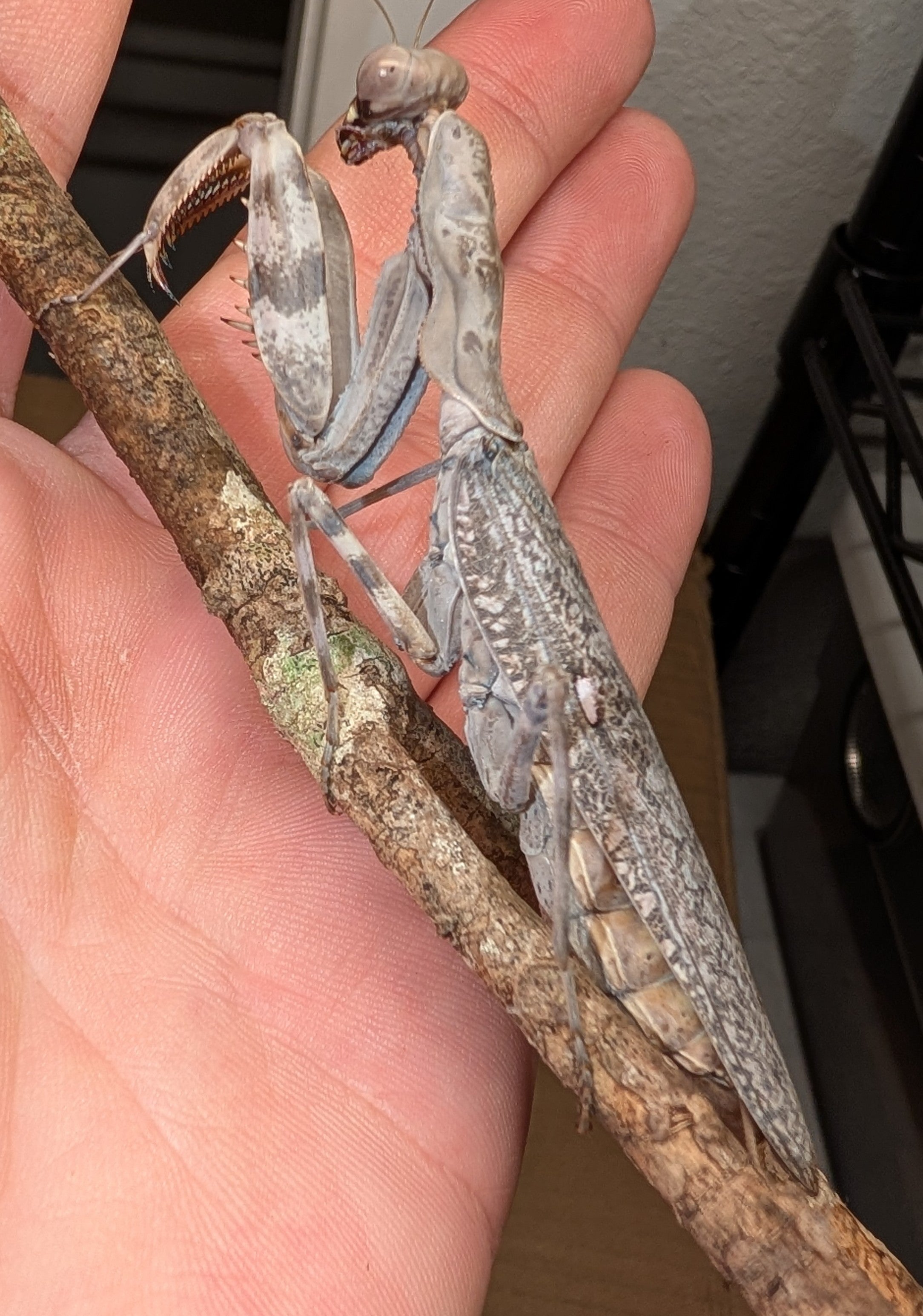 Pnigomantis medioconstricta - African Double Shield Mantis for Sale | Live Arrival Guarantee