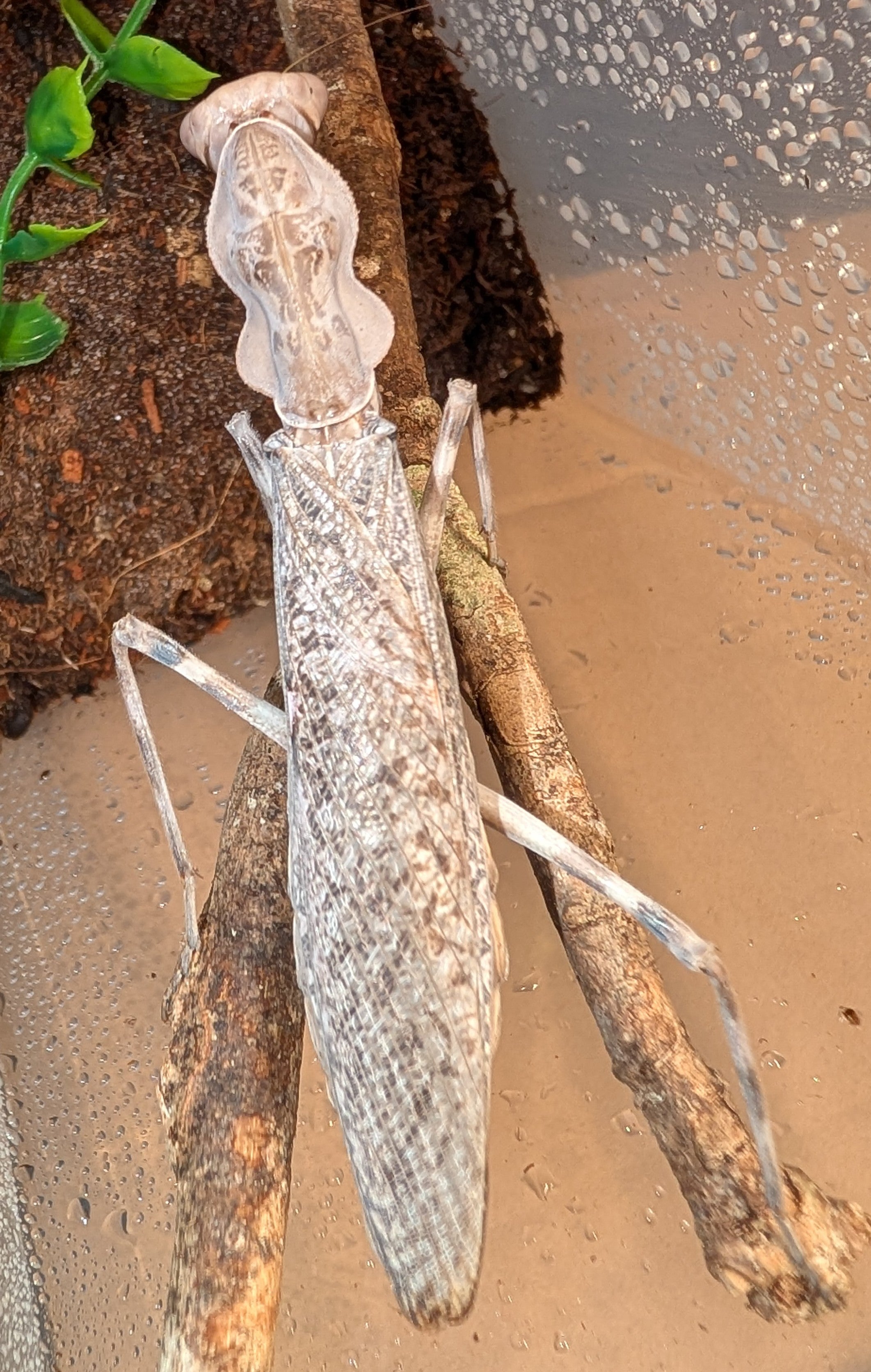 Pnigomantis medioconstricta - African Double Shield Mantis for Sale | Live Arrival Guarantee