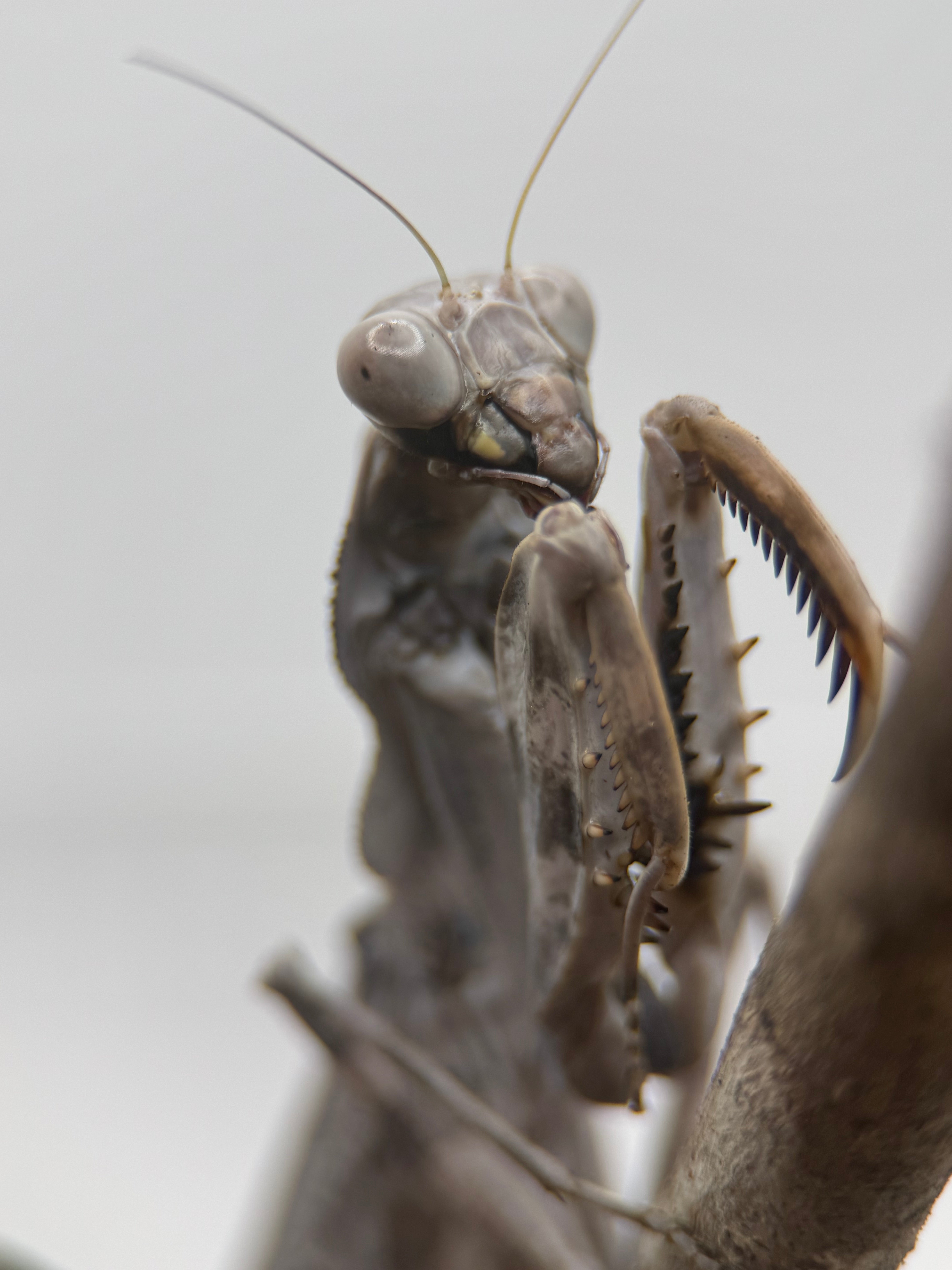 Pnigomantis medioconstricta - African Double Shield Mantis for Sale | Live Arrival Guarantee