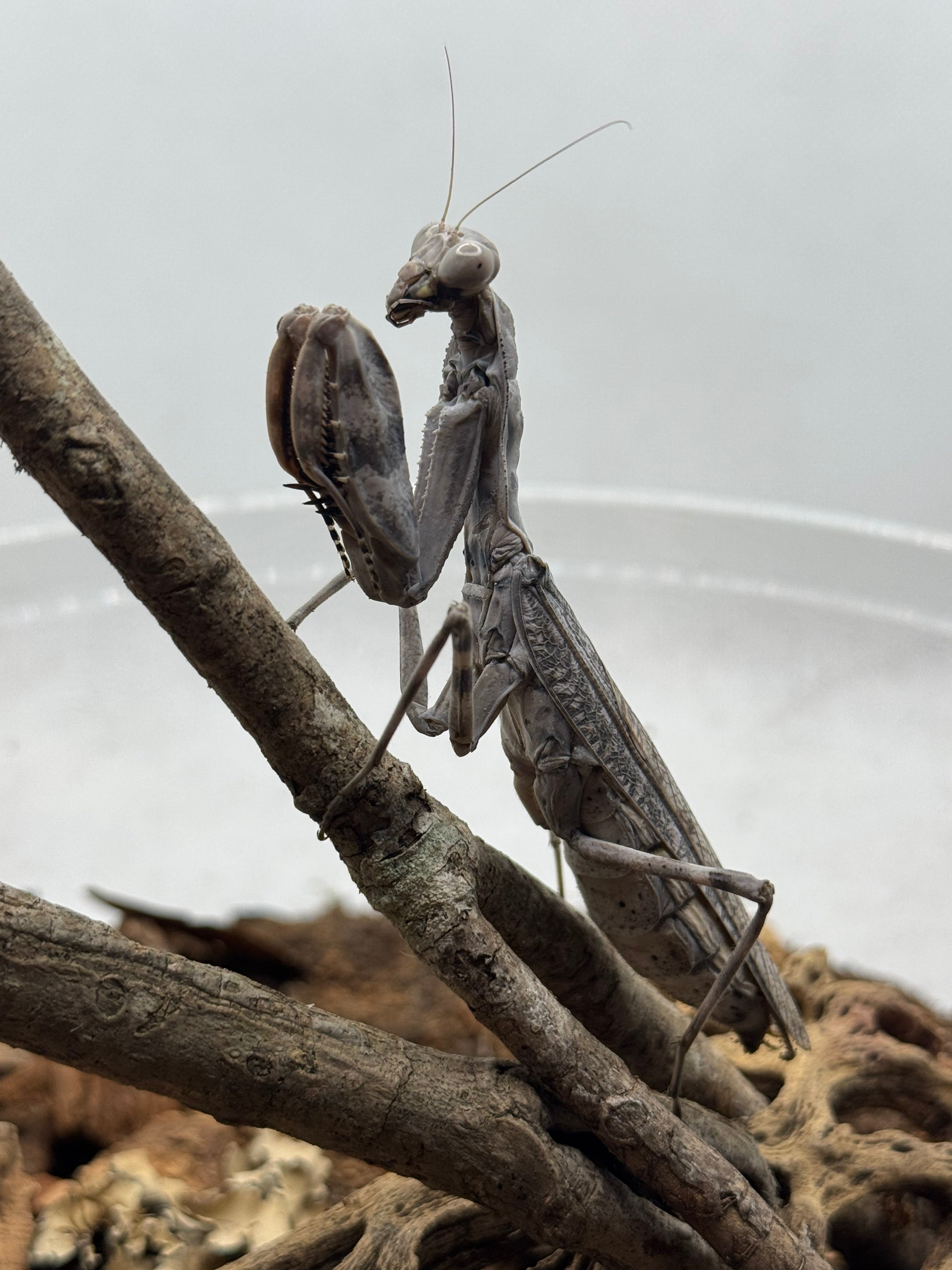 Pnigomantis medioconstricta - African Double Shield Mantis for Sale | Live Arrival Guarantee