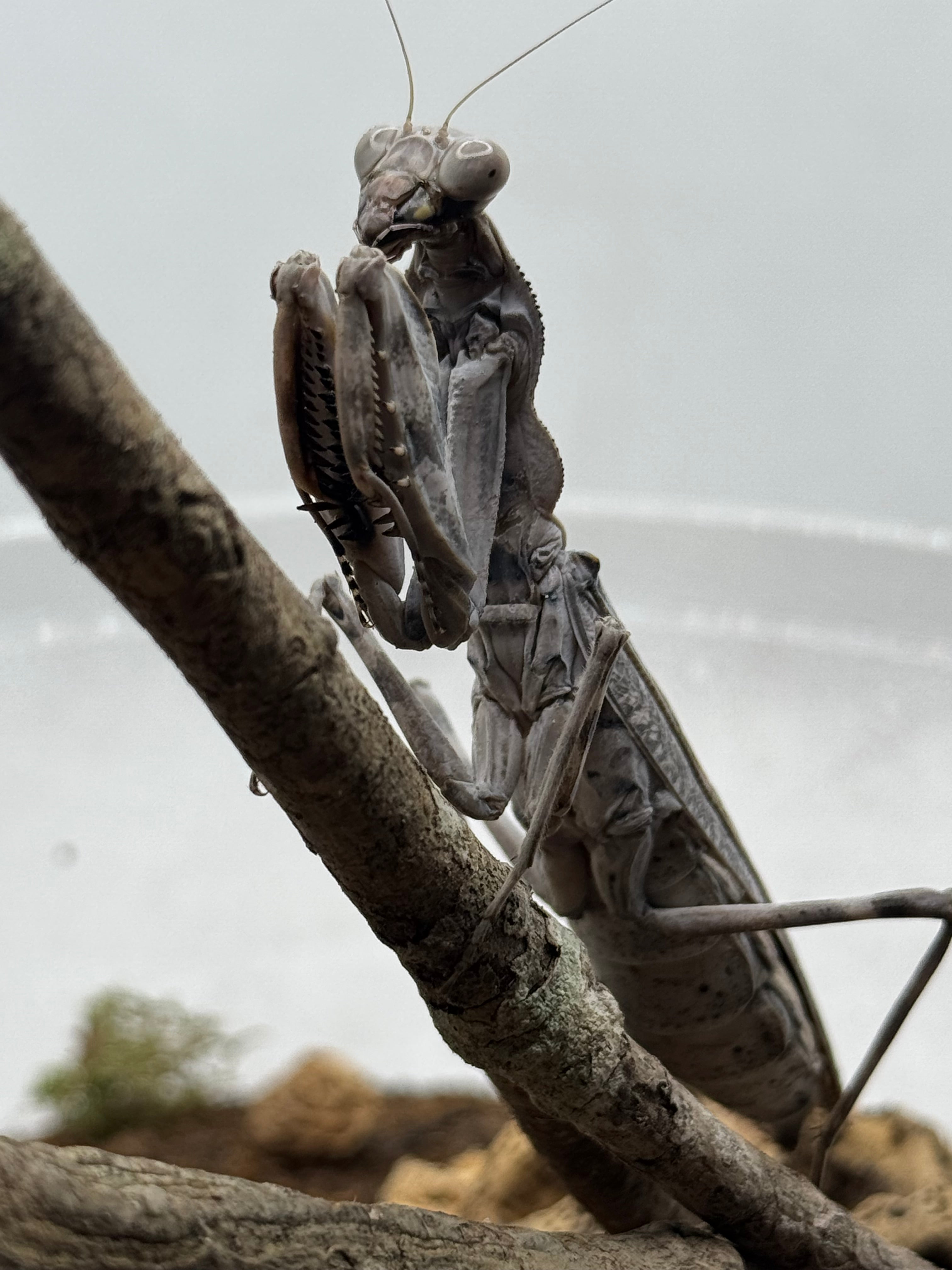 Pnigomantis medioconstricta - African Double Shield Mantis for Sale | Live Arrival Guarantee