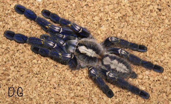 Poecilotheria metallica – Gooty Sapphire Ornamental Tarantula | Stunning Blue Species | Live Arrival Guarantee